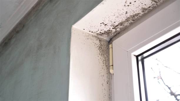 Best Mold Odor Removal Services  in Berwyn, PA