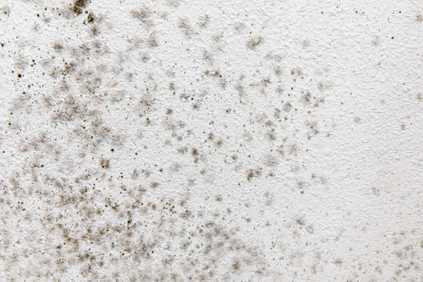 Best Water Damage & Mold Remediation  in Berwyn, PA