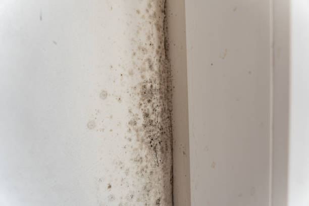 Best Industrial Mold Remediation  in Berwyn, PA