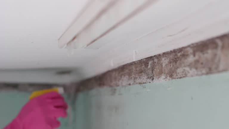 Best Mold Prevention Services  in Berwyn, PA