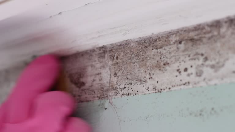 Mold Removal for HVAC Installations in Berwyn, PA